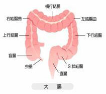 大腸イメージ図