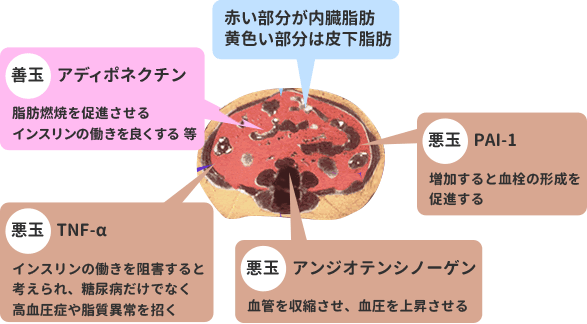 脂肪細胞から分泌される主な生理活性物質