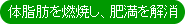 体脂肪を燃焼し、肥満を解消